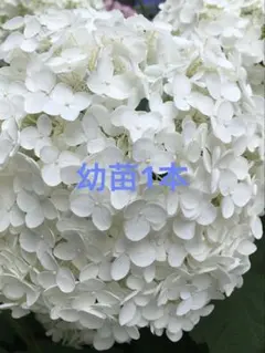 紫陽花アナベル挿し木苗A - メルカリ