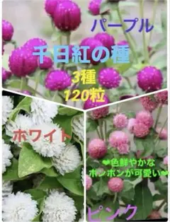 ❤︎花の種❤︎ 千日紅　3種120粒のサムネイル