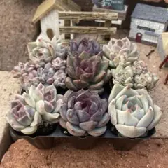 プラグ苗9苗セット　エケベリア　韓国苗