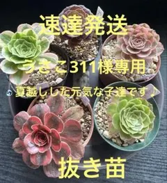 うさこ311様 リクエスト 4点 まとめ商品