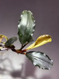 2026年最新】bucephalandra sp blueの人気アイテム - メルカリ