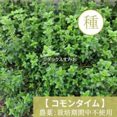 【 コモン タイム 】種 200粒　ハーブ