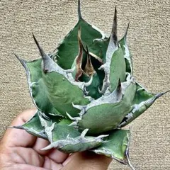 2026年最新】ロウルサンコ チタノタの人気アイテム - メルカリ