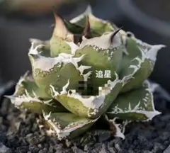2026年最新】agave titanotaの人気アイテム - メルカリ