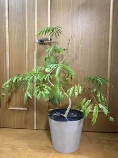 ネムノキ斑入り 着払い - メルカリ