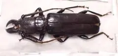 ハワイハネナシクワガタ Apterocyclus 標本 昆虫標本 - メルカリ