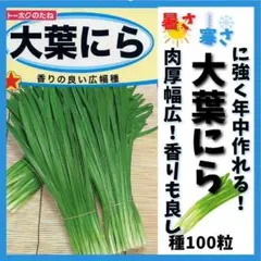 【野菜の種】大葉にらの種１００粒～やわらかく幅広肉厚、香りもGood！年中栽培