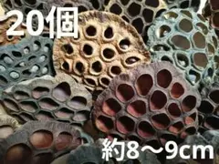 自然の蓮の実 天然ドライフラワー手芸ハンドメイドユザワヤフラワースワッグデザイン