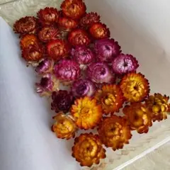 ヘリクリサム　貝細工　ドライフラワー　ハロウィンカラー　④