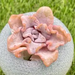 KOZU様 リクエスト 2点 まとめ商品