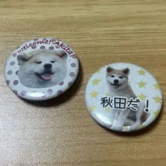 缶バッチ　秋田犬