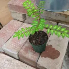 斑入り山椒 苗木 観葉植物 香辛料のサムネイル