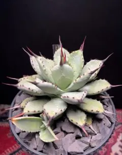 ロア様 リクエスト 2点 まとめ商品