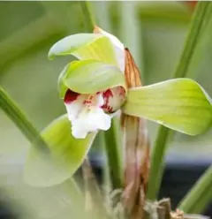 エコちゃん様 リクエスト 2点 まとめ商品