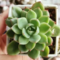 2026年最新】毒りんご 多肉の人気アイテム - メルカリ