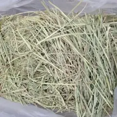 チモシー 10kg ウサギ モルモット うさぎ デグー チンチラ １番刈り 餌