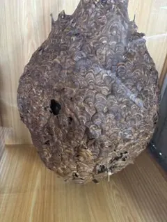 大型 スズメバチの巣 標本 ガラスケース付き 約40cm 昆虫標本 縁起物