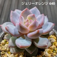 Momo Y様 リクエスト 3点 まとめ商品