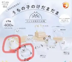 うちの子のけだまだま　黒柴　柴犬