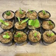 Yellow Moon dwarf Totoroなどビカクシダ胞子培養株45種 - メルカリ