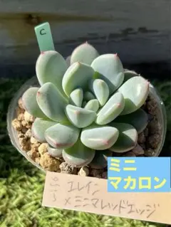 多肉植物 チーズケーキ錦♡カット苗 - メルカリ