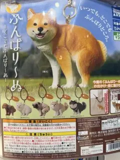 ふんばり〜ぬ トイプードル ガチャ マスコット