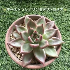 リンゼアナ実生　札付き　おらいさん　ポットごと発送 リンゼアナ実生 札付き おらいさん ポットごと発送 - メルカリ