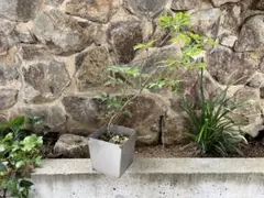 金属鉢・ステンレス製植木鉢・ロックガーデン