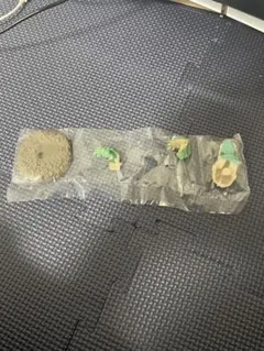 捕獲し隊4　チャタカブラ