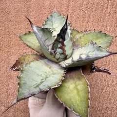 ぺ*ー様 Lj_plants】R471 アガベ ライオンズメーン/ライオンズメイのサムネイル