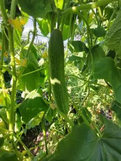 文具のCat's World様 リクエスト 2点 まとめ商品