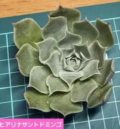 エケベリア 2個セット