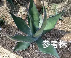 2025年最新】サルミアナの人気アイテム - メルカリ