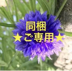 ★同梱ご専用5点中の4点★