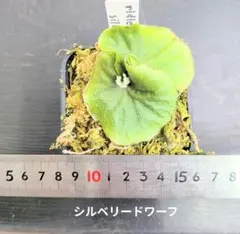 ビカクシダ、リドレイ　シルベリードワーフ苗③のサムネイル