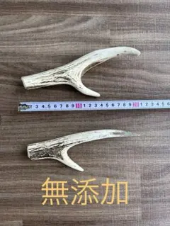 鹿の角 2本セット :約37cm 日本鹿 出品禁止品に該当しません - メルカリ