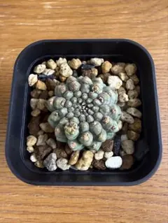 거북이 껍질 비만