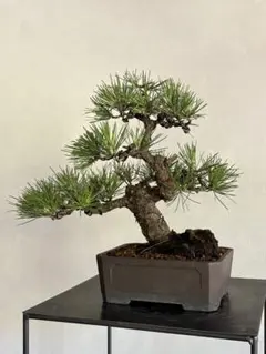 那須五葉松(なすごようまつ】 小品盆栽向け 素材 - メルカリ