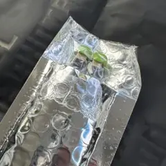 BE:FIRST ファンミ シュント お箸 黄緑