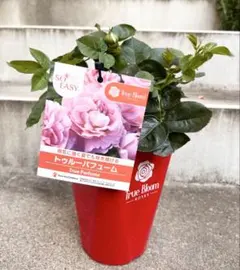 user_c3437cf5様 リクエスト 2点 まとめ商品