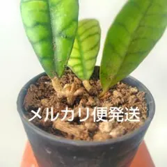 ホヤ カリストフィラ B（抜き苗）のサムネイル