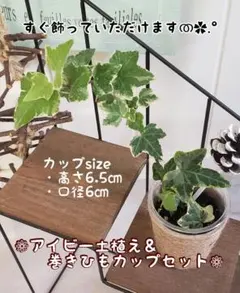 花苗　観葉植物　巻きひもカップ＆アイビー土植えのセット　すぐ飾っていただけます