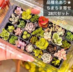 品種名あり★ちまちま寄せ植え28穴セット