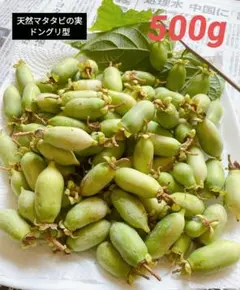北海道産 天然マタタビの実 ドングリ型 北海道産 天然マタタビの実 ドングリ型 - メルカリ