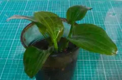 2026年最新】エキノドルス イグアスの人気アイテム - メルカリ