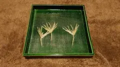 Item thumbnail for item b02774fe-1562-45f1-822f-7f2141865d22