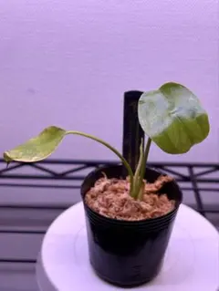 希少‼️大人気‼️】モンステラ デリシオーサ デビルモンスター 鉢ごと