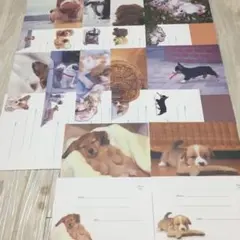 レターセット⑤/犬 １５種２５通分《未使用》