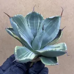 2026年最新】アガベ パリー 大株の人気アイテム - メルカリ