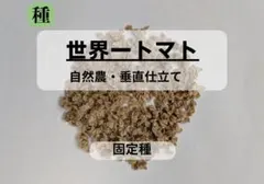 【自然農・垂直仕立て・固定種】世界一トマト 種20粒 2026年7月採取のサムネイル